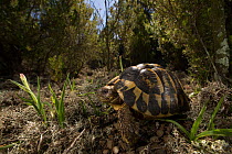 Hermann's tortoise (Testudo hermanni) Alberes Mountain, Catalonia, Spain. Non-ex.