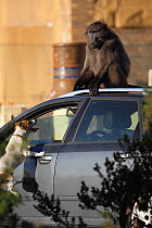 Dog barking at Chacma baboon (Papio ursinus) sitting on top of a car. South Africa. Non-ex.