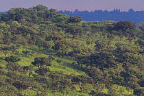 Wooded savannah habitat, La Ruvubu National Park, Burundi, Non-ex.