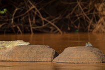 Nile crocodile (Crocodilus niloticus) basking on shore, La Ruvubu National Park, Burundi, Non-ex.
