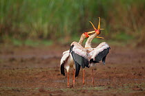 Yellow billed storks (Mycteria ibis) displaying, La Ruvubu National Park, Burundi, Non-ex.