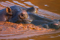 Hippopotamus (Hippopotamus amphibius)  La Ruvubu National Park, Burundi, Non-ex.
