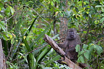 Olive baboon (Papio hamadryas anubis) up in tree,  La Ruvubu National Park, Burundi, Non-ex.
