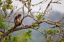 Pennant's red colobus (Procolus pennantii) up in tree, La Ruvubu National Park, Burundi, Non-ex.