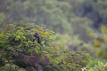 Blue monkey (Cercopithecus mitis) in tree top,  La Ruvubu National Park, Burundi, Non-ex.
