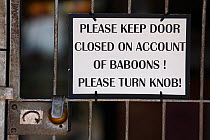 Sign 'Please keep door closed on account of Baboons' warning against Chacma baboon (Papio ursinus) South Africa