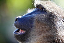 Chacma baboon (Papio ursinus) portait, South Africa