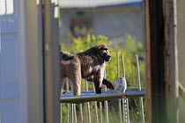 Chacma baboon (Papio ursinus) playing with a rugby ball on trampoline, South Africa