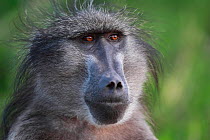 Chacma baboon (Papio ursinus) portrait of male,   South Africa