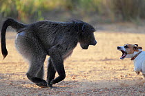 Chacma baboon (Papio ursinus) fighting with dog, South Africa