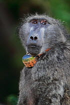 Chacma baboon (Papio ursinus) portrait with radio collar, Cape Peninsula, South Africa