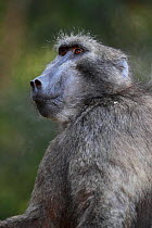 Chacma baboon (Papio ursinus) portrait, Cape Peninsula, South Africa