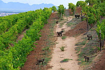 Chacma baboons (Papio ursinus) foraging in vineyard, Cape Peninsula, South Africa