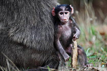 Chacma baboon (Papio ursinus) baby held by mother, Cape Peninsula, South Africa