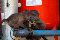 Chacma baboon (Papio ursinus) juveniles drinking water from pipe, Cape Peninsula, South Africa.