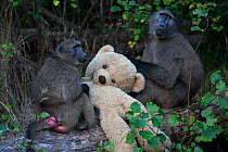 Chacma baboons (Papio ursinus) grooming teddy bear which it has stolen from a flat, Cape Peninsula, South Africa