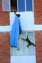Chacma baboons (Papio ursinus) climbing into flats to steal food and playing with sheet, Cape Peninsula, South Africa