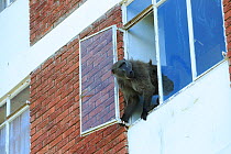 Chacma baboon (Papio ursinus) climbing into flats to steal food, Cape Peninsula, South Africa