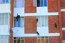 Chacma baboons (Papio ursinus) climbing into flats to steal food, Cape Peninsula, South Africa