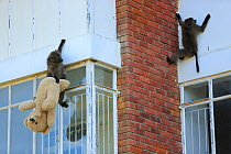 Chacma baboon (Papio ursinus) climbing into flats and stealing a teddy bear, Cape Peninsula, South Africa