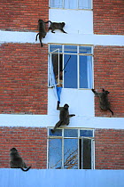 Chacma baboon (Papio ursinus) climbing into flats to steal food, Cape Peninsula, South Africa