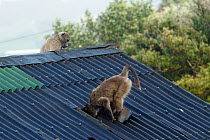 Chacma baboon (Papio ursinus) going through roof of house to steal bread, Cape Peninsula, South Africa