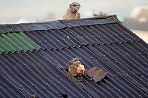 Chacma baboon (Papio ursinus) going through roof of house to steal bread, Cape Peninsula, South Africa.