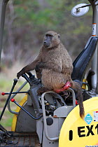 Chama baboon (Papio ursinus) female sitting in a digger, Cape Peninsula, South Africa.