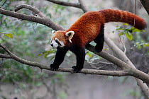 Lesser panda (Ailurus fulgens) captive, occurs in Chinua.