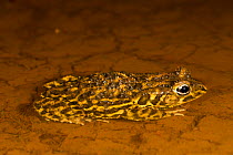 Toad (Amietophrynus regularis)  La Ruvubu National Park, Burundi.