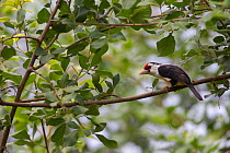 Black backed barbet (Lybius minor)  La Ruvubu National Park, Burundi.
