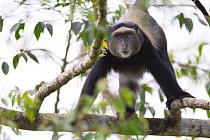 Blue monkey (Cercopithecus mitis) up in tree,  La Ruvubu National Park, Burundi.