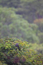 Blue monkey (Cercopithecus mitis) up in tree,  La Ruvubu National Park, Burundi.