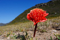 Blood flower (Haemanthus coccineus)  Table Mountain NP, Cape Peninsula, South Africa