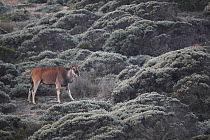Common eland (Taurotragus oryx) Table Mountain NP, Cape Peninsula, South Africa