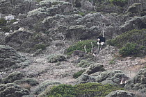 Ostrich (Struthio camelus australis) Table Mountain NP, Cape Peninsula, South Africa