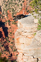 California condor (Gymnogyps californianus), Grand Canyon, Arizona, USA.