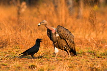White-rumped Vulture (Gyps bengalensis) with large-billed Crow (Corvus macrorhynchos). Preah Vihear Protected Forest, Cambodia. Picture taken during filming for BBC 'Lands of the Monsoon' TV series.