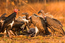 Red-headed vulture (Sarcogyps calvus) and Slender-billed vultures (Gyps tenuirostris) at cow carcass. Preah Vihear Protected Forest, Cambodia. Taken on location on location for BBC 'Lands of the Monso...