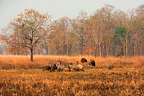 Red-headed vultures (Sarcogyps calvus) and White-rumped vultures (Gyps bengalensis) and Slender-billed vultures (Gyps tenuirostris). Preah Vihear Protected Forest, Cambodia. Take on location for BBC '...