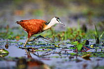 African Jacana (Actophilornis africana) searching for food on water. Swamps of Mabamba, lake Victoria, Uganda.