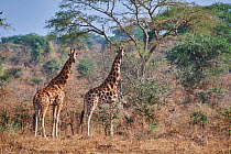 Rothschild's giraffe (Giraffa camelopardalis rothschildi)  in Murchisson Falls National Park, Uganda
