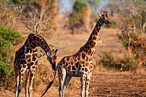 Rothschild's giraffe male (Giraffa camelopardalis rothschildi) sniffing female, testing her receptiveness to mate. Murchisson Falls National Park, Uganda