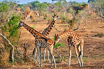 Rothschild's giraffe male (Giraffa camelopardalis rothschildi) sniffing female, testing her receptiveness to mate. Murchisson Falls National Park, Uganda