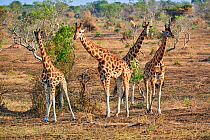 Rothschild's giraffe (Giraffa camelopardalis rothschildi)  in Murchisson Falls National Park, Uganda