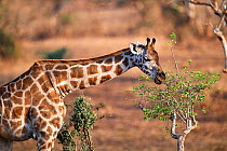 Rothschild's giraffe (Giraffa camelopardalis rothschildi) feeding on acacia tree in Murchisson Falls National Park, Uganda