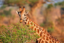 Rothschild's giraffe (Giraffa camelopardalis rothschildi) feeding on acacia tree in Murchisson Falls National Park, Uganda