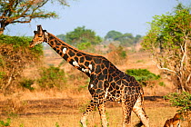 Rothschild's giraffe (Giraffa camelopardalis rothschildi) with skin disease, Murchisson Falls National Park, Uganda