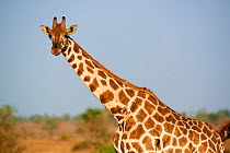 Rothschild's giraffe (Giraffa camelopardalis rothschildi)  portrait in Murchisson Falls National Park, Uganda