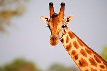 Head portrait Rothschild's giraffe (Giraffa camelopardalis rothschildi) male in Murchisson Falls National Park, Uganda